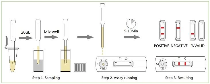 Canine Babesia Gibsoni Antibody Rapid Test